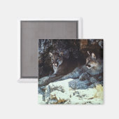 Berglöwe Magnet (Vorderseite/Rückseite)