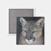 Berglöwe Magnet (Vorderseite/Rückseite)