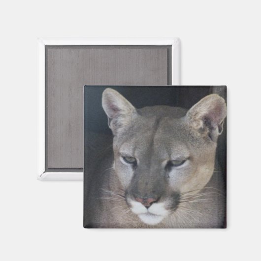 Berglöwe Magnet (Vorderseite/Rückseite)