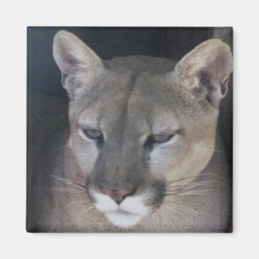 Berglöwe Magnet (Vorne)