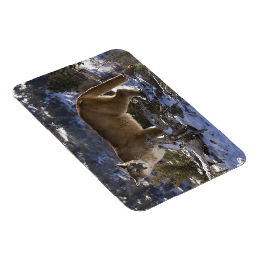 Berglöwe Magnet (Rechte Seite)