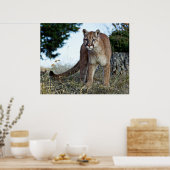 Berglöwe Poster (Küche)