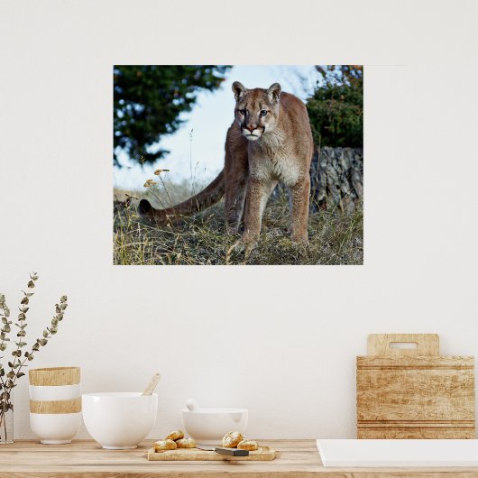 Berglöwe Poster (Küche)