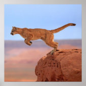 Berglöwe Poster (Vorne)