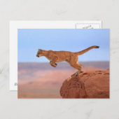 Berglöwe Postkarte (Vorne/Hinten)