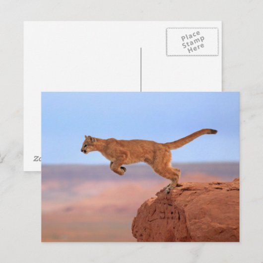 Berglöwe Postkarte (Vorne/Hinten)