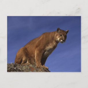 Berglöwe Postkarte