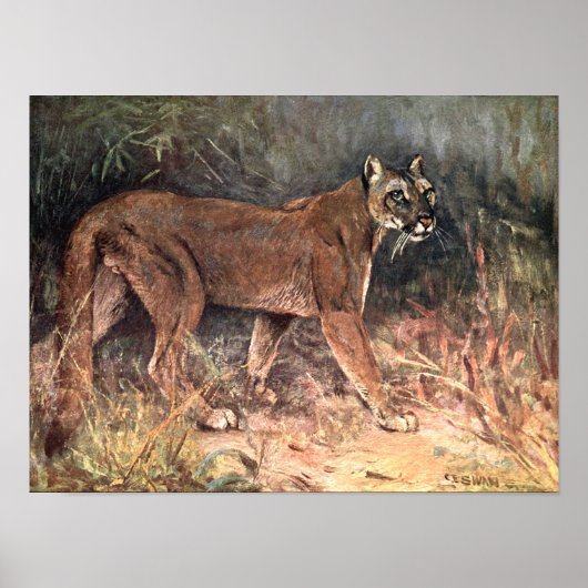 Berglöwe, Puma oder Cougar von CE Swan Poster (Vorne)