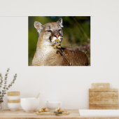 Berglöwe - Riecht nach den Blume Poster (Küche)