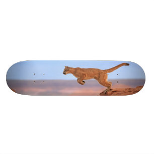 Berglöwe Skateboard