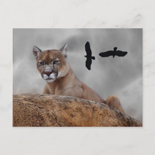 Berglöwen achten postkarte (Vorderseite)