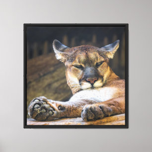 Berglöwen-Wandkunst   Ruhender Puma-Katzen-Druck Leinwanddruck