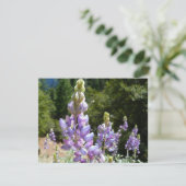 Berglupine bei Yosemite (Stehend Vorderseite)