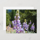 Berglupine bei Yosemite (Vorne/Hinten)