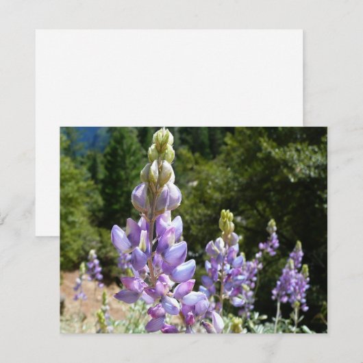 Berglupine bei Yosemite (Vorne/Hinten)