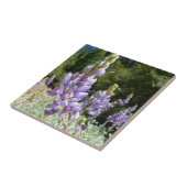 Berglupine bei Yosemite Fliese (Seite)