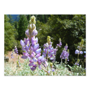 Berglupine bei Yosemite Fotodruck