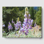 Berglupine bei Yosemite Gästebuch (Rückseite)