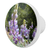 Berglupine bei Yosemite Keramikknauf (Rechts)