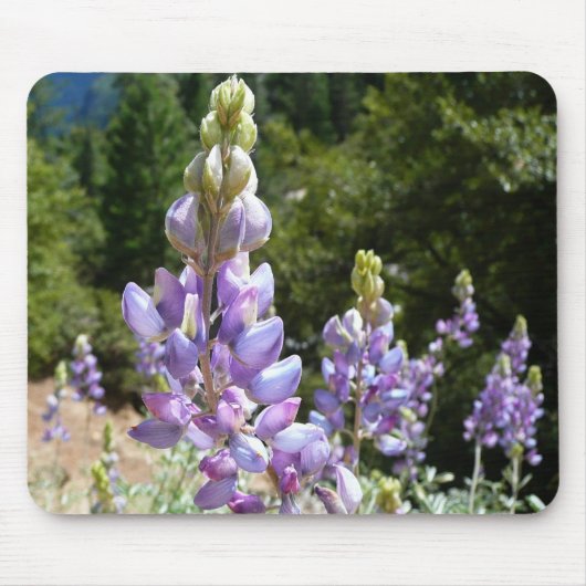 Berglupine bei Yosemite Mousepad (Vorne)