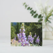 Berglupine bei Yosemite Postkarte (Stehend Vorderseite)