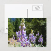 Berglupine bei Yosemite Postkarte (Vorne/Hinten)