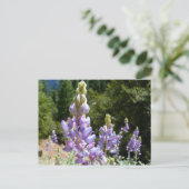 Berglupine bei Yosemite Postkarte (Stehend Vorderseite)
