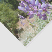 Berglupine bei Yosemite Seidenpapier (Ausschnitt)