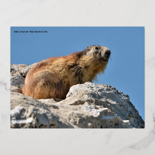 Bergmarmot Folien Feiertagspostkarte