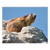 Bergmarmot Fotodruck (Vorne)