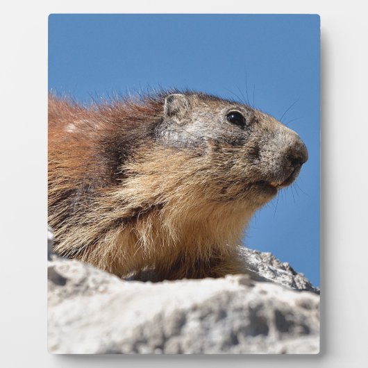 Bergmarmot Fotoplatte (Vorderseite)