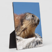 Bergmarmot Fotoplatte (Seite)