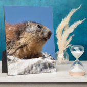 Bergmarmot Fotoplatte (Seite)
