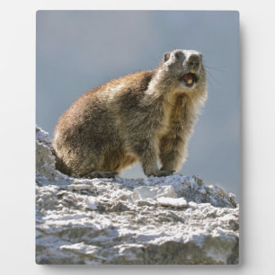 Bergmarmot Fotoplatte