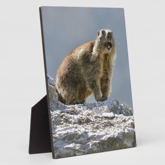 Bergmarmot Fotoplatte (Seite)