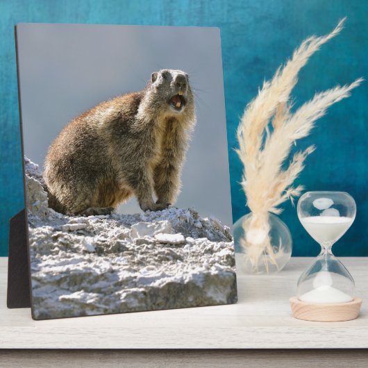 Bergmarmot Fotoplatte (Seite)