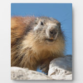 Bergmarmot Fotoplatte (Vorderseite)