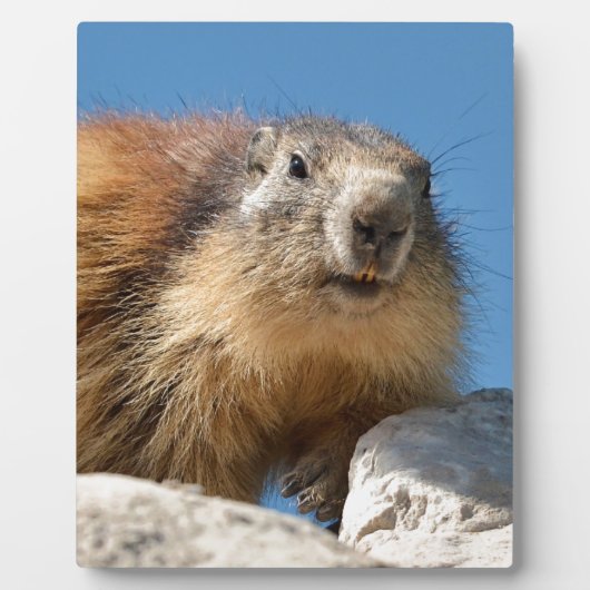 Bergmarmot Fotoplatte (Vorderseite)
