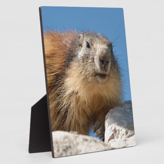 Bergmarmot Fotoplatte (Seite)