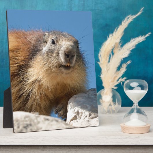 Bergmarmot Fotoplatte (Seite)