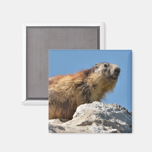 Bergmarmot Magnet (Vorderseite/Rückseite)