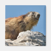 Bergmarmot Magnet (Vorne)