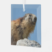 Bergmarmot Ornament Aus Glas (Vorderseite links)