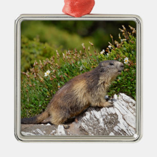 Bergmarmot Ornament Aus Metall
