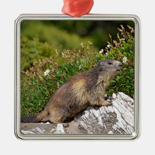 Bergmarmot Ornament Aus Metall (Vorne)