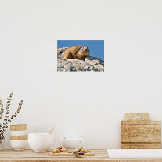 Bergmarmot Poster (Küche)