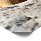 Bergmarmot Poster (Ecke)