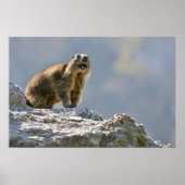 Bergmarmot Poster (Vorne)
