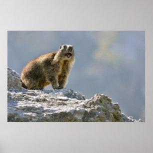 Bergmarmot Poster
