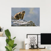 Bergmarmot Poster (Heimbüro)